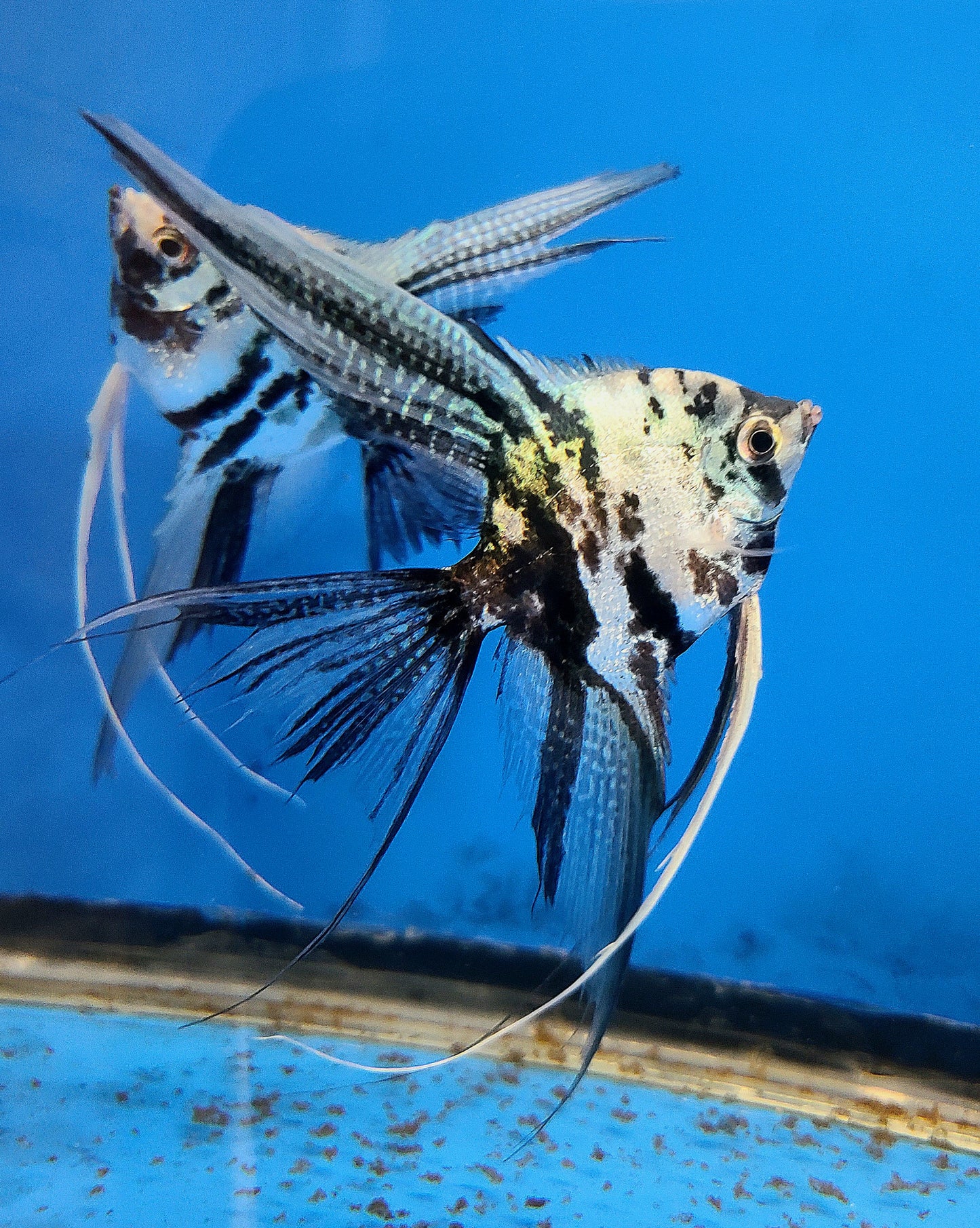 Blue marble angelfish (Pterophyllum scalare)