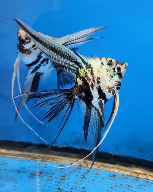 Blue marble angelfish (Pterophyllum scalare)