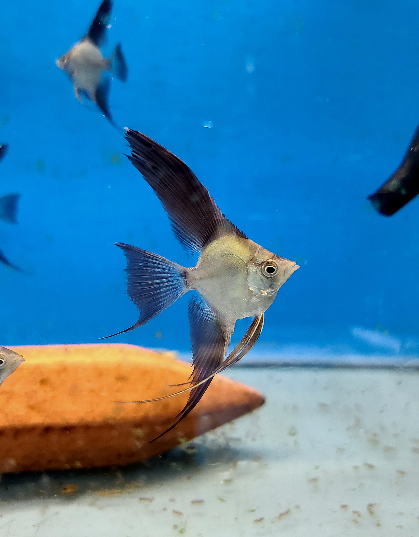Wild outcrossed (Santa Isabel) bulgarian sealpoint angelfish