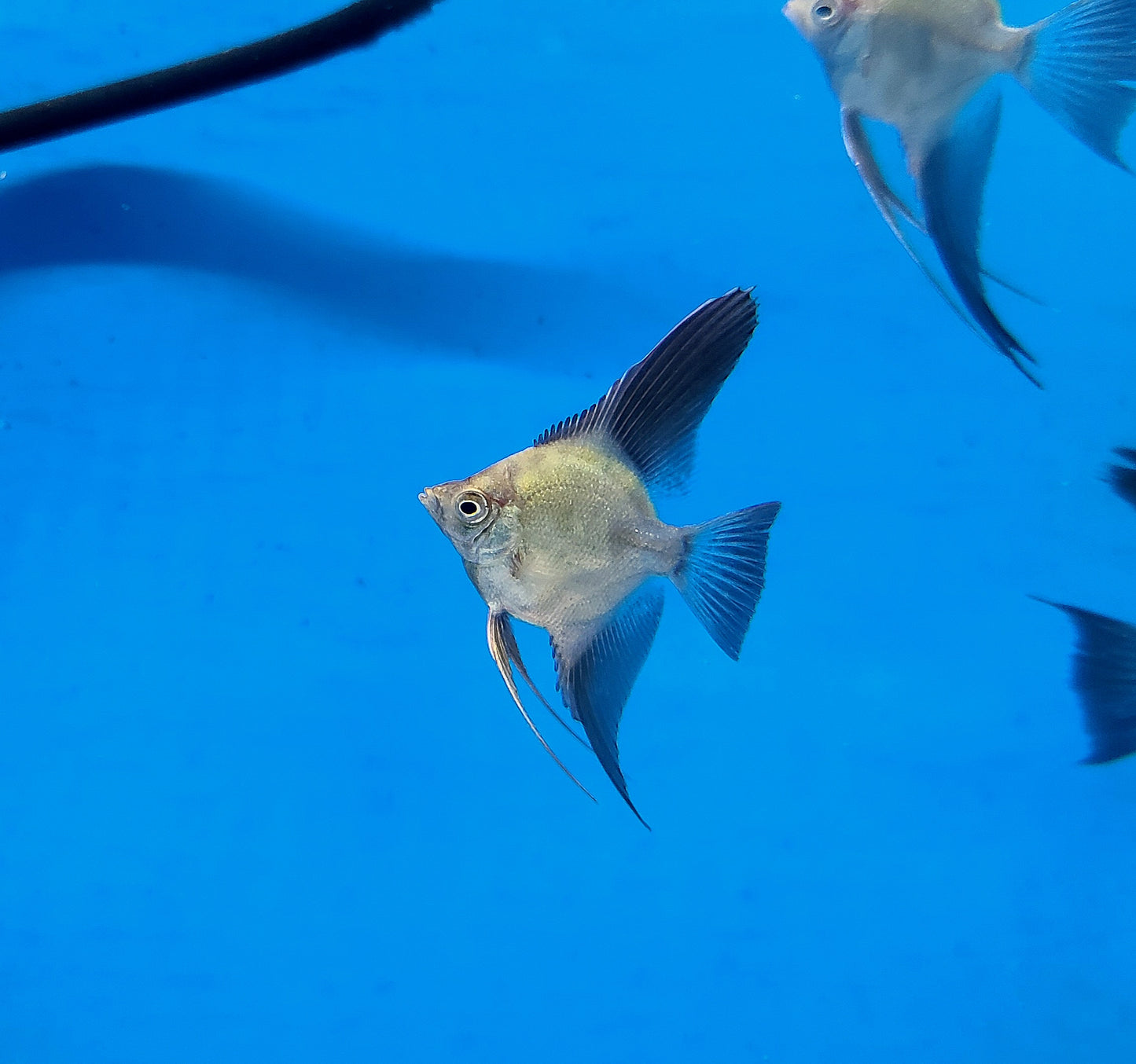Wild outcrossed (Santa Isabel) bulgarian sealpoint angelfish