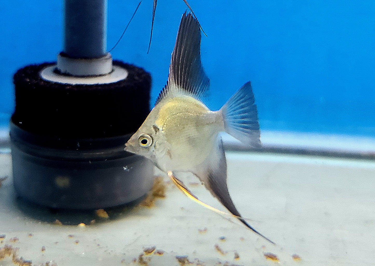 Wild outcrossed (Santa Isabel) bulgarian sealpoint angelfish