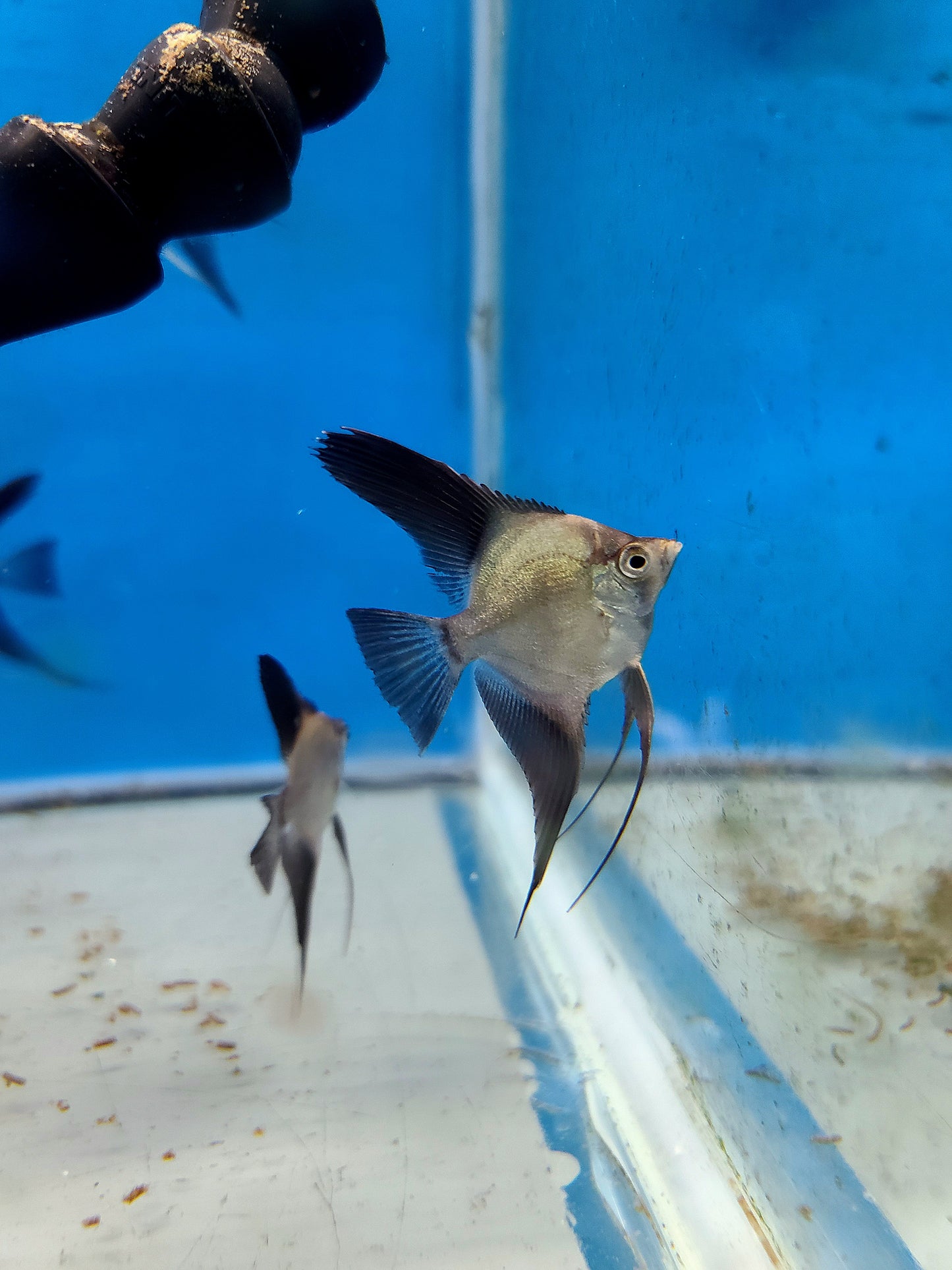 Wild outcrossed (Santa Isabel) bulgarian sealpoint angelfish