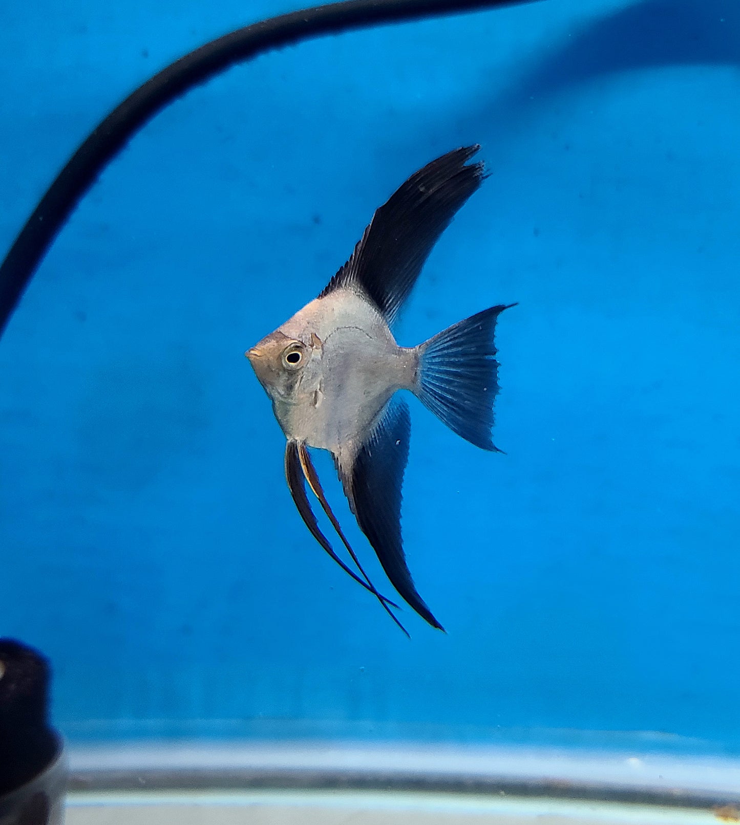 Wild outcrossed (Santa Isabel) bulgarian sealpoint angelfish