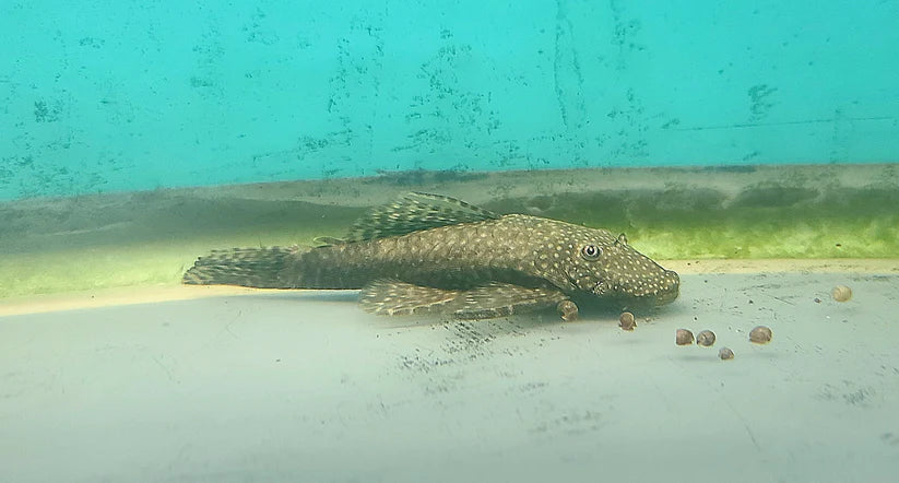 Adult/Subadult Female BN Pleco