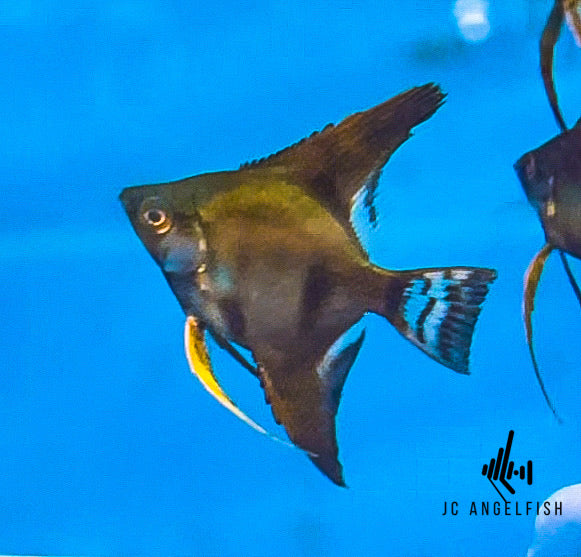 25% Santa Isabel Hybrid (g) Black angelfish