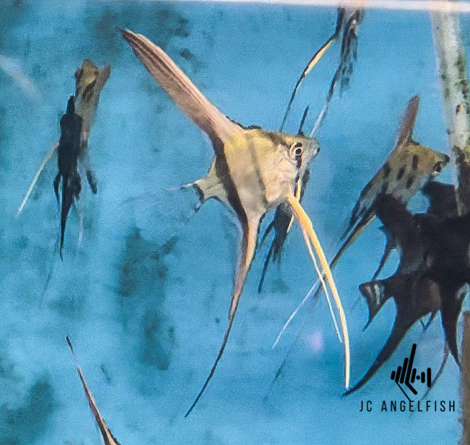 37.5-50% Santa Isabel Silver angelfish