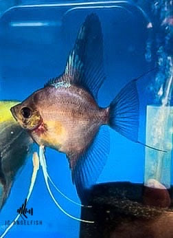 Harlequin Blushing Angelfish