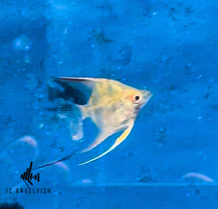 25% - 37.5% Santa Isabel Bulgarian Green (Sliver) angelfish