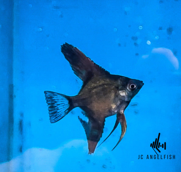 25% Santa Isabel Hybrid (g) Black angelfish