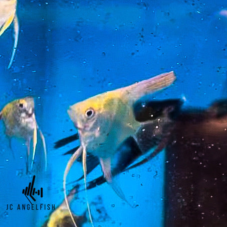 25% - 37.5% Santa Isabel Bulgarian Green (Sliver) angelfish