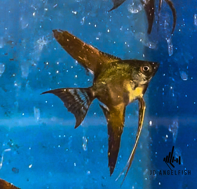 25% Santa Isabel Hybrid (g) Black angelfish