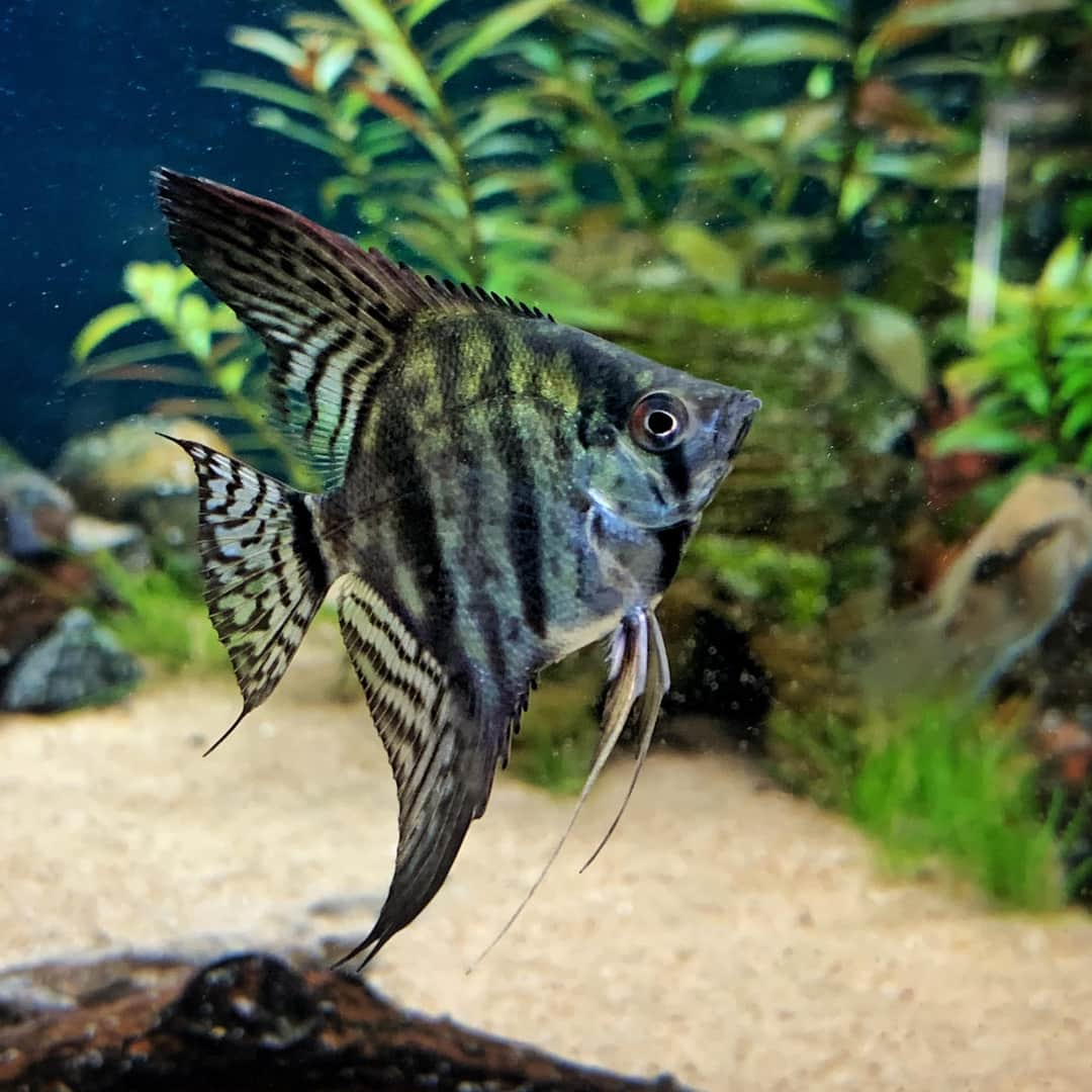 Pinoy zebra (Pterophyllum scalare)