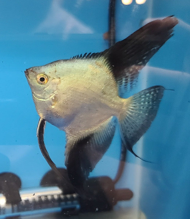 Double Dark Bulgarian Sealpoint angelfish