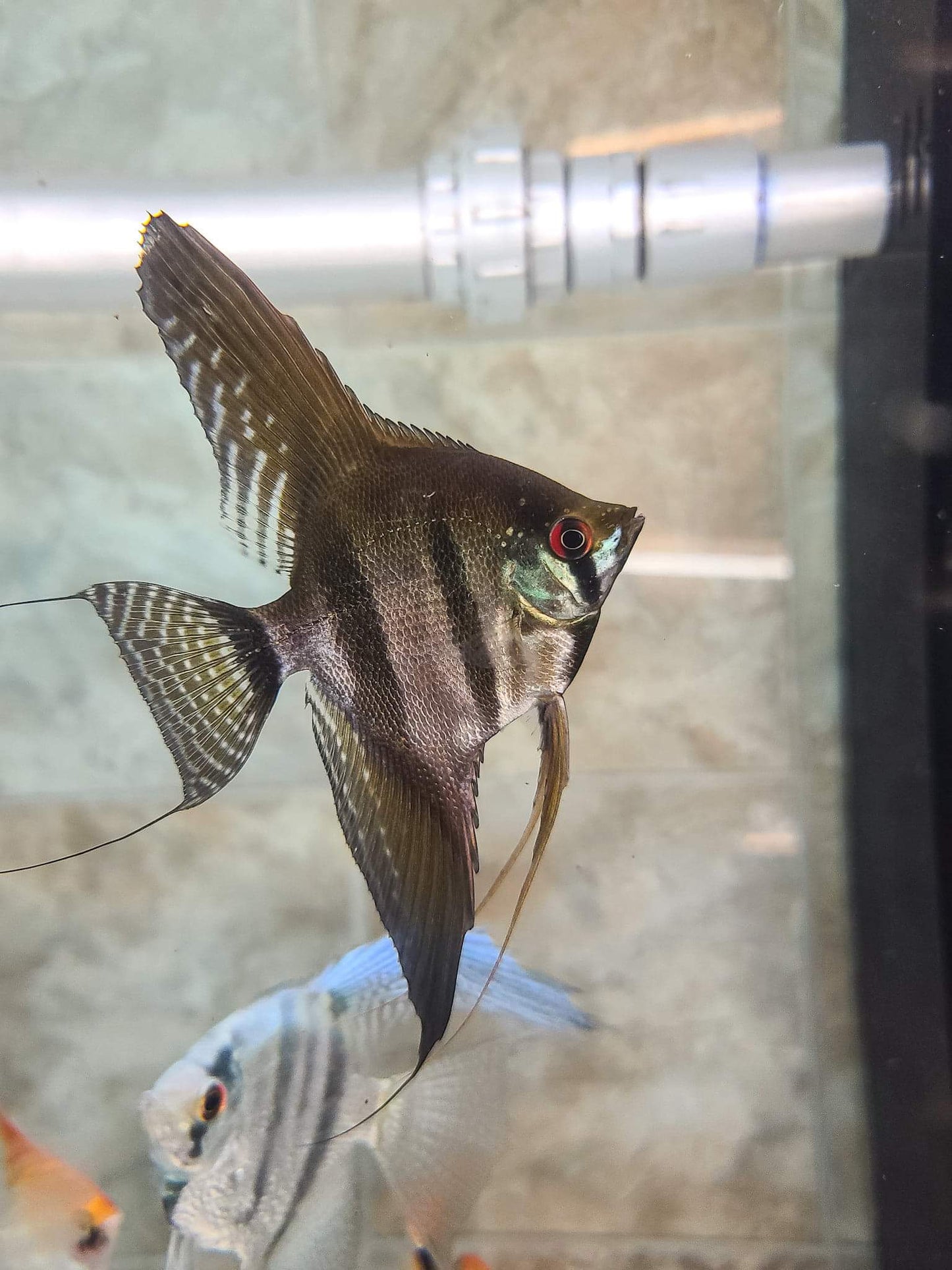 Black lace angelfish
