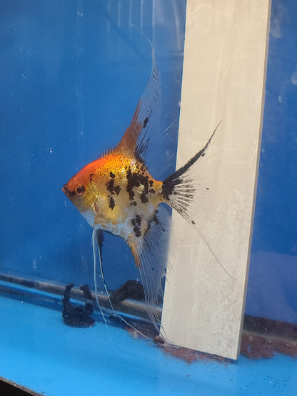 Adult High coverage koi angelfish