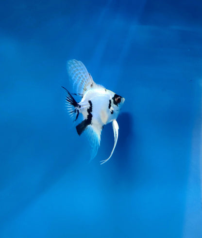 Subadult Platinum marble "panda" angelfish