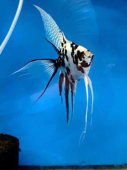 Subadult Platinum marble "panda" angelfish