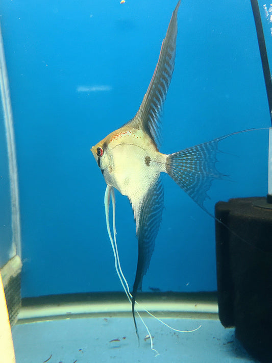 Adult 25-50% Santa Isabel Ghost angelfish