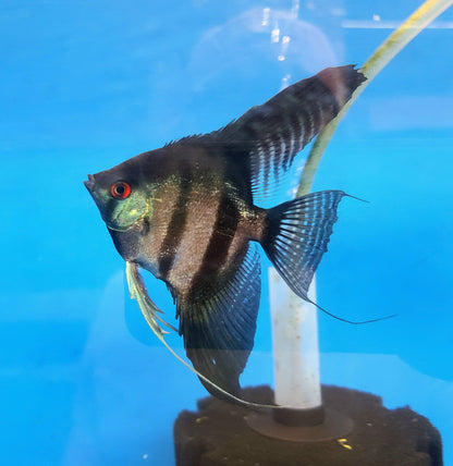 Adult 25% Santa Isabel Black lace angelfish