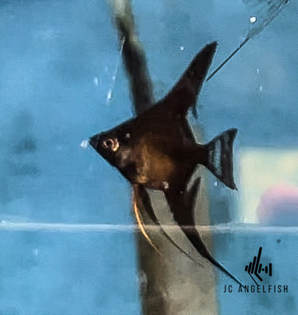 Adult Double Dark Black lace angelfish