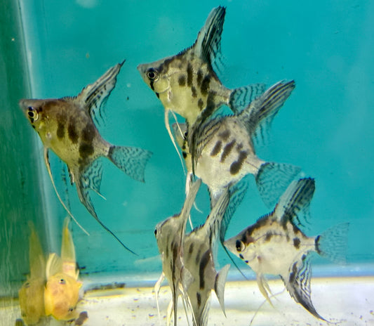 37.5% Santa Isabel Juvenile Blue Harlequin Angelfish