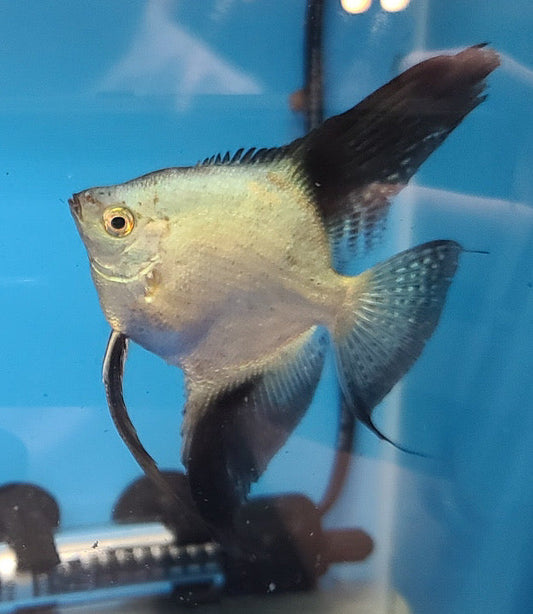 Adult Double Dark Bulgarian Sealpoint angelfish