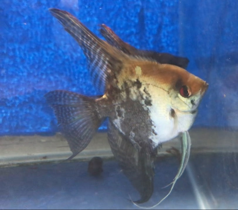 Angelfish Compressed Subadult Smokey angelfish – JC Angelfish