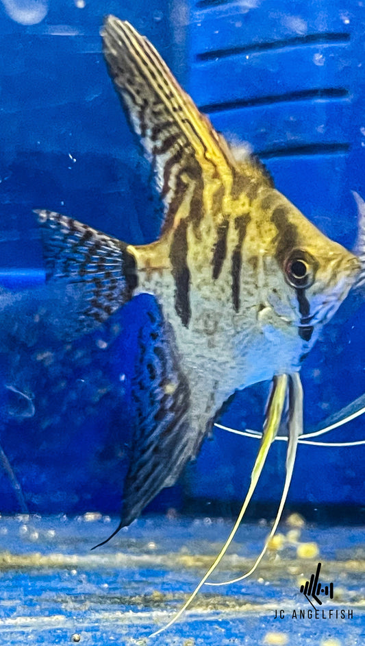 Juvenile Harlequin Zebra Angelfish