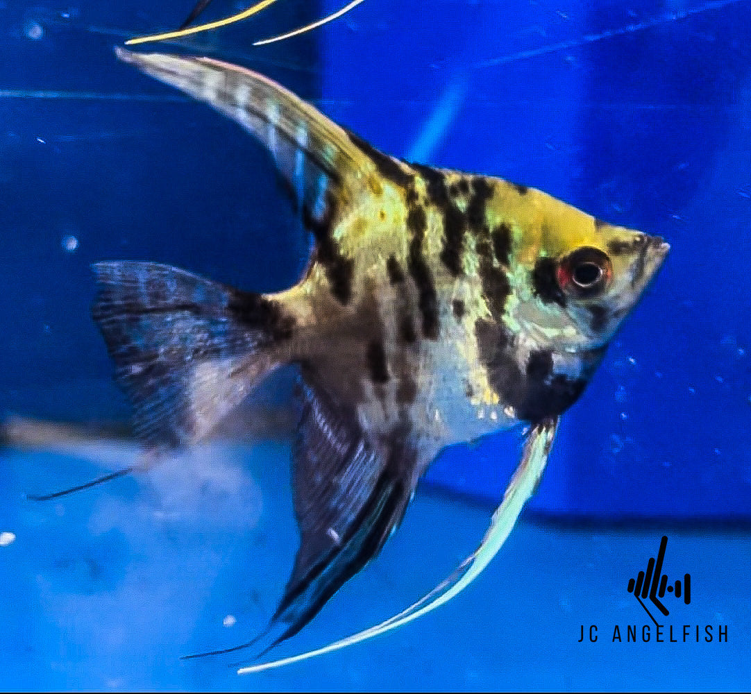 Smokey marble angelfish