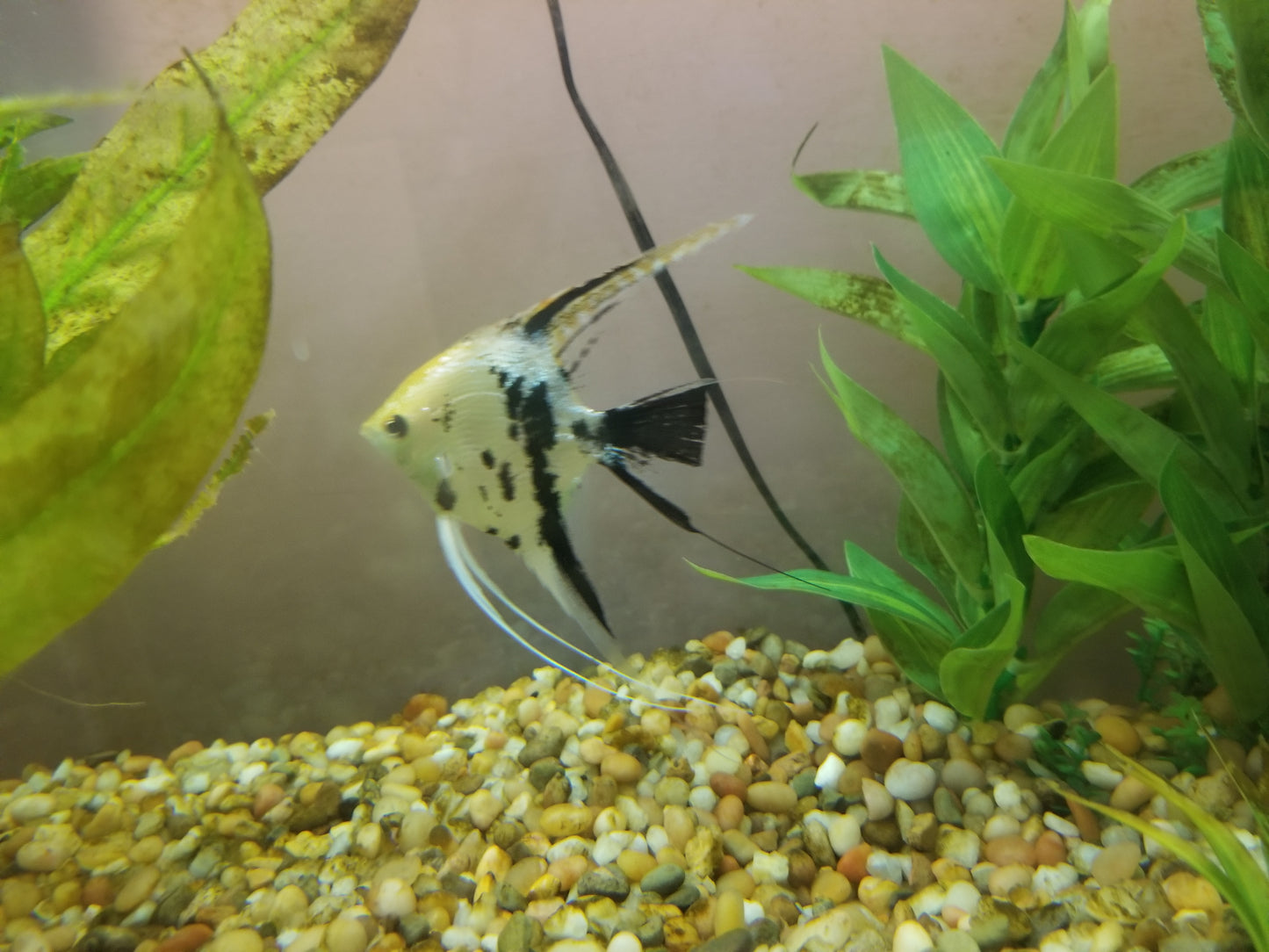 Gold marble angelfish