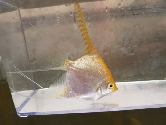 Gold angelfish