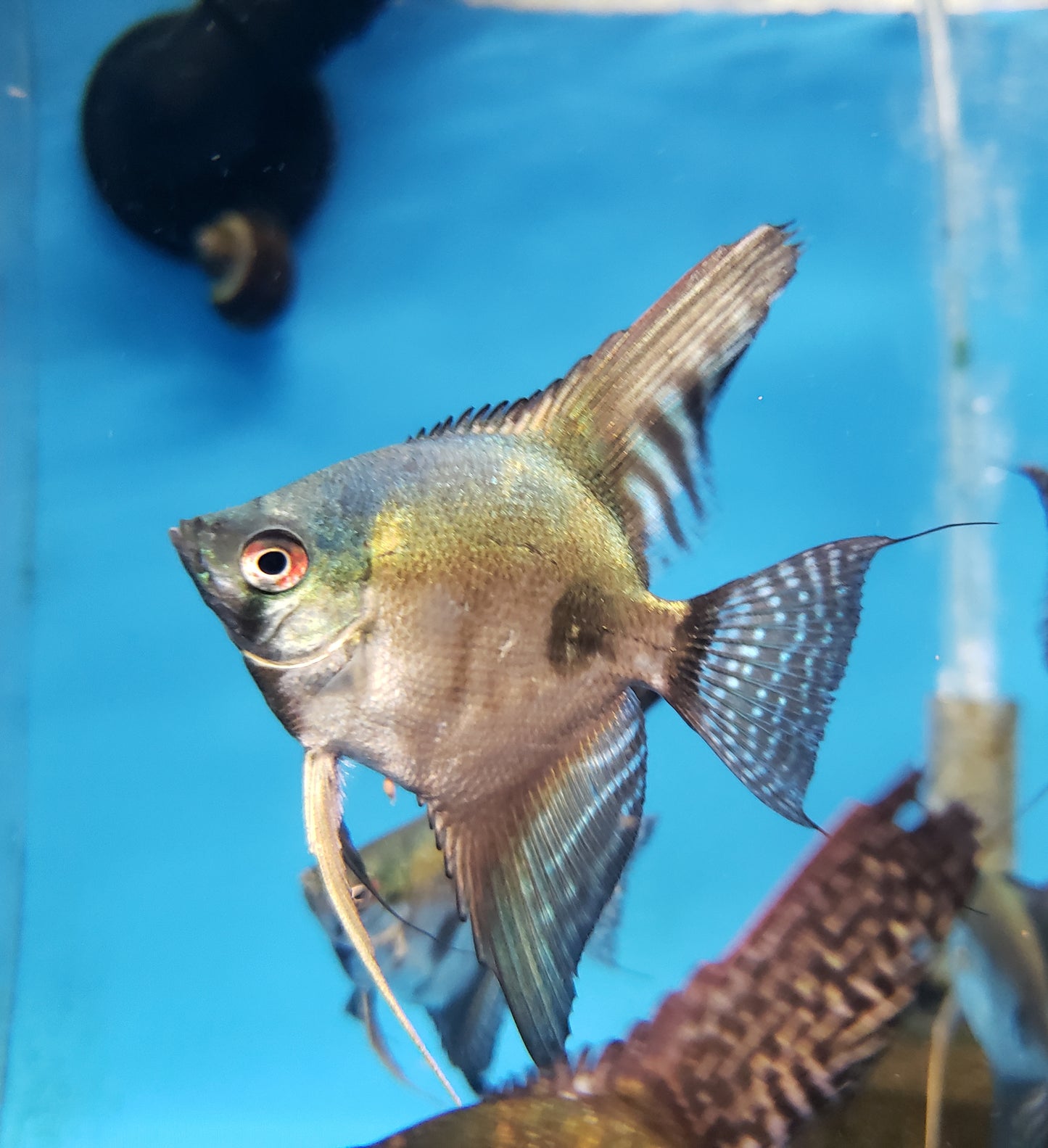 Pinoy ghost angelfish