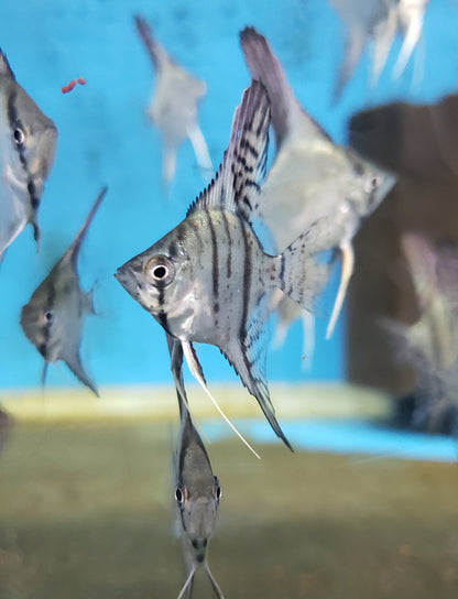 Zebra angelfish