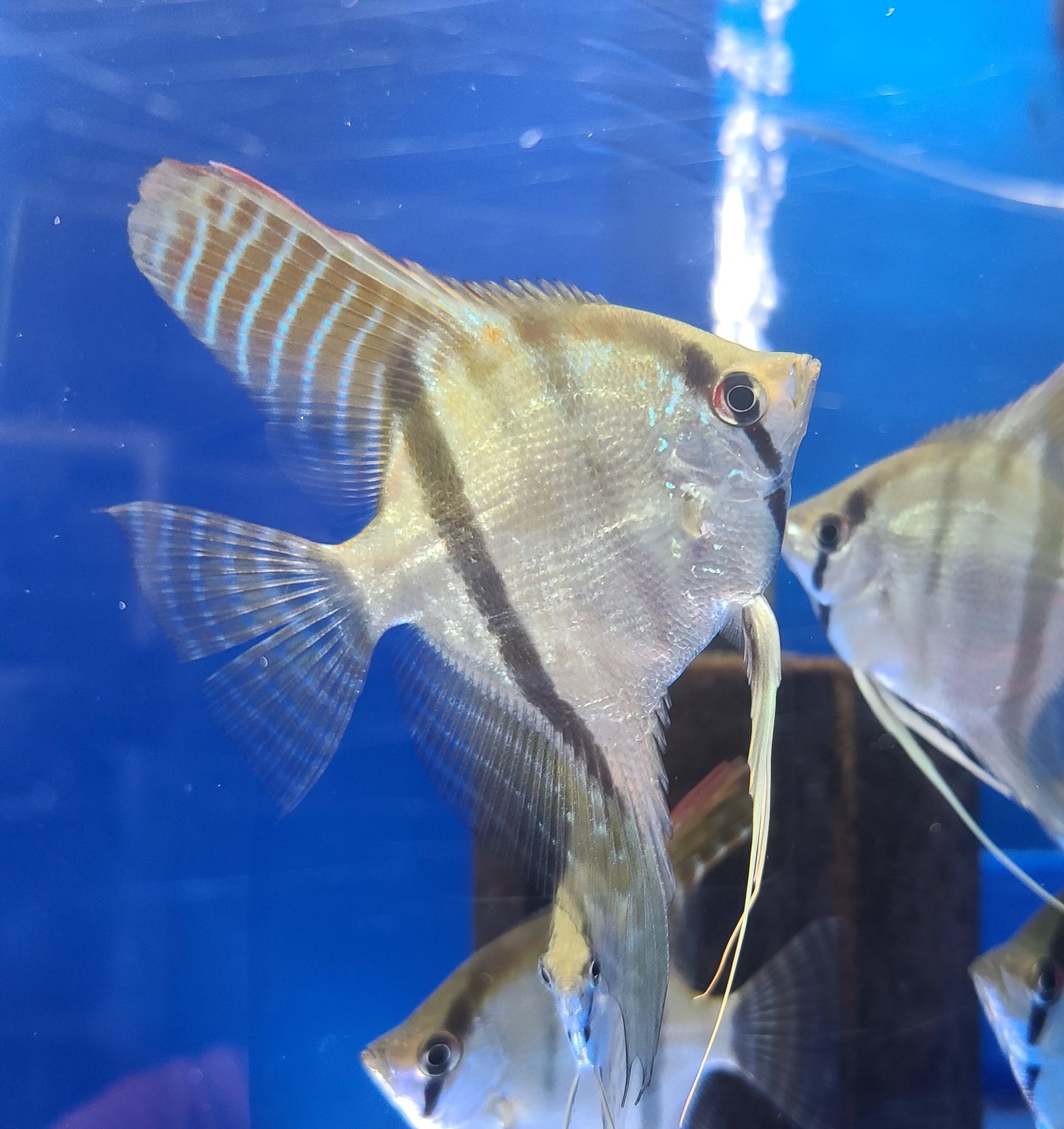 Silver angelfish