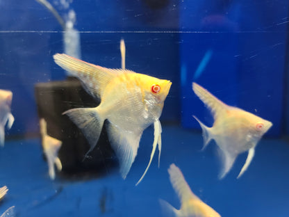 Albino marble angelfish