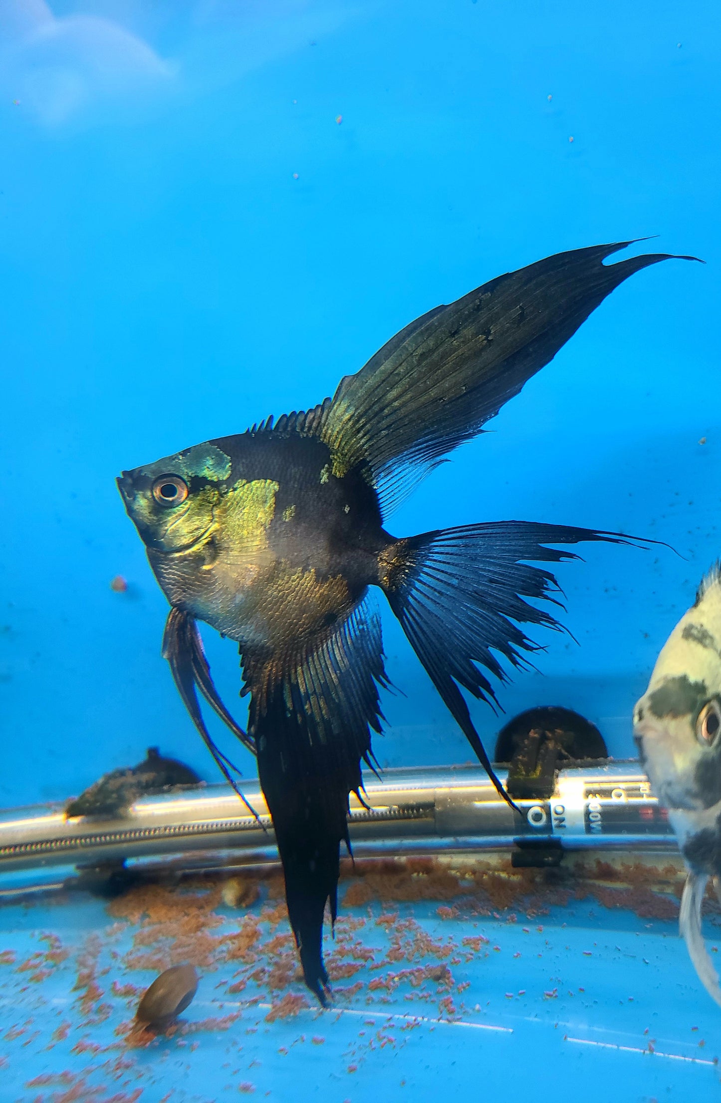 Pinoy paraiba angelfish