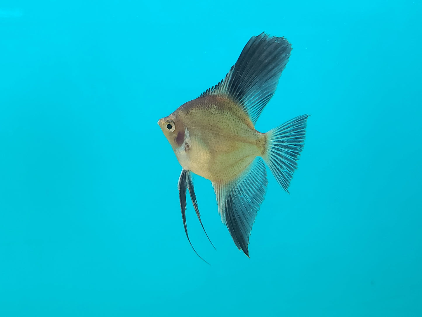 Blushing Bulgarian Sealpoint Angelfish