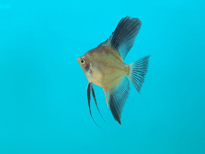 Blushing Bulgarian Sealpoint Angelfish