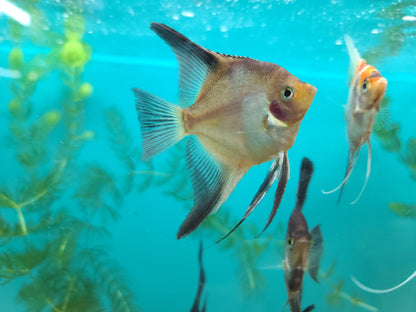 Blushing Bulgarian Sealpoint Angelfish