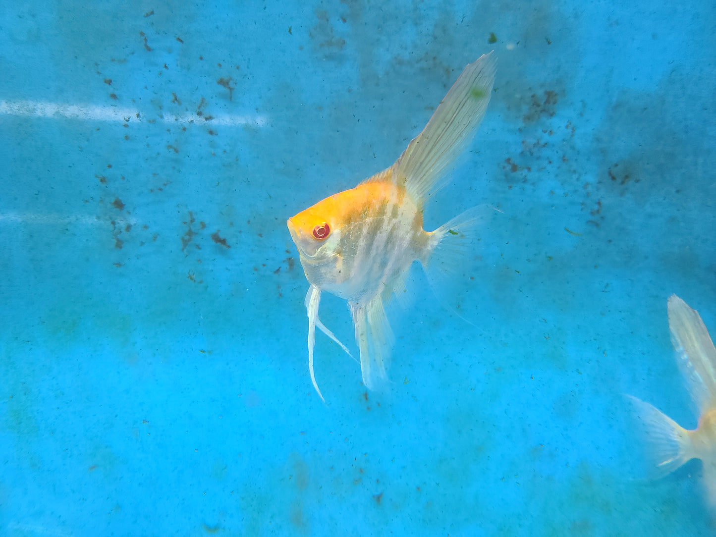 Albino marble angelfish