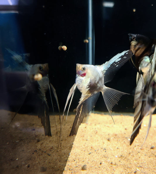 Smokey paraiba angelfish