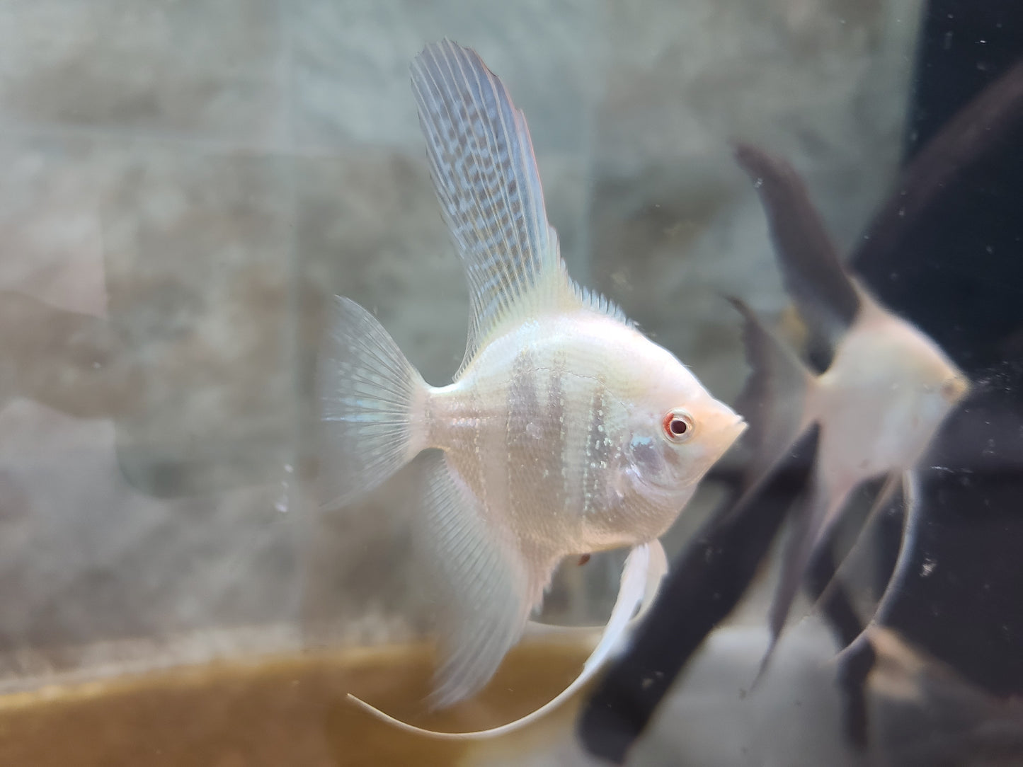 Bulgarian lilac point angelfish