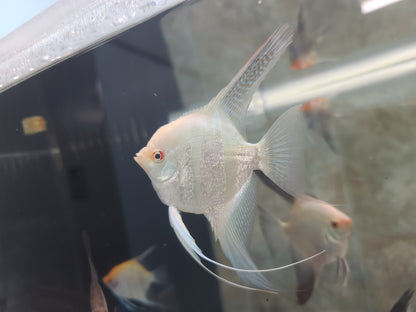 Bulgarian lilac point angelfish