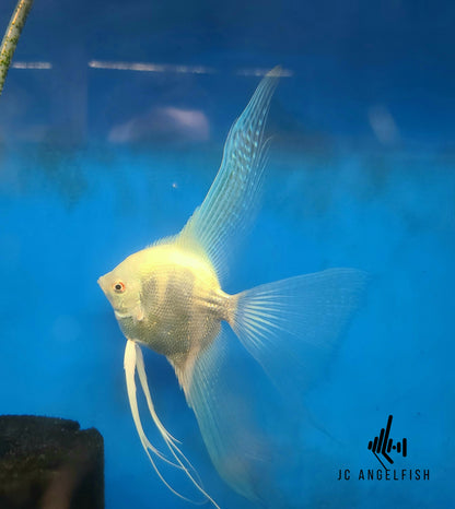 Bulgarian lilac point angelfish