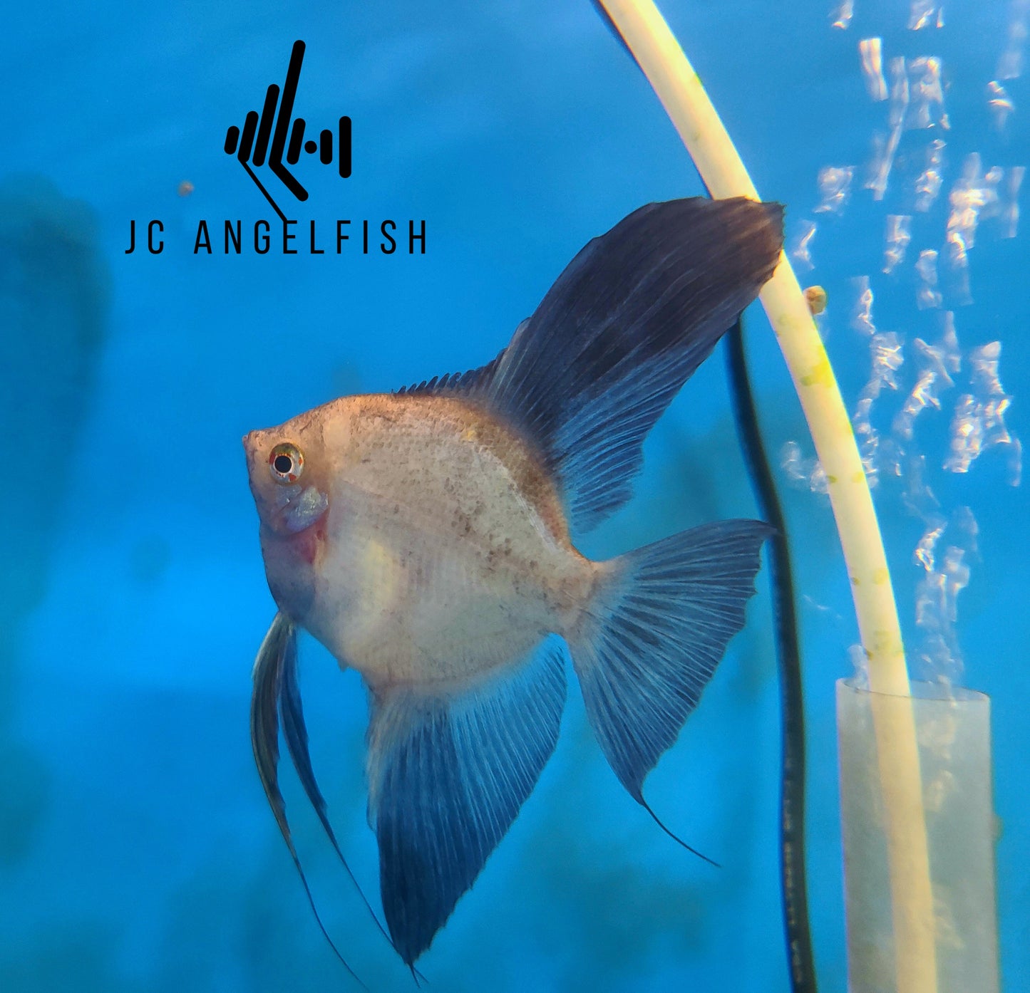 Blushing Bulgarian Sealpoint Angelfish