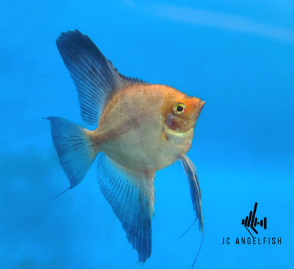 Blushing Bulgarian Sealpoint Angelfish