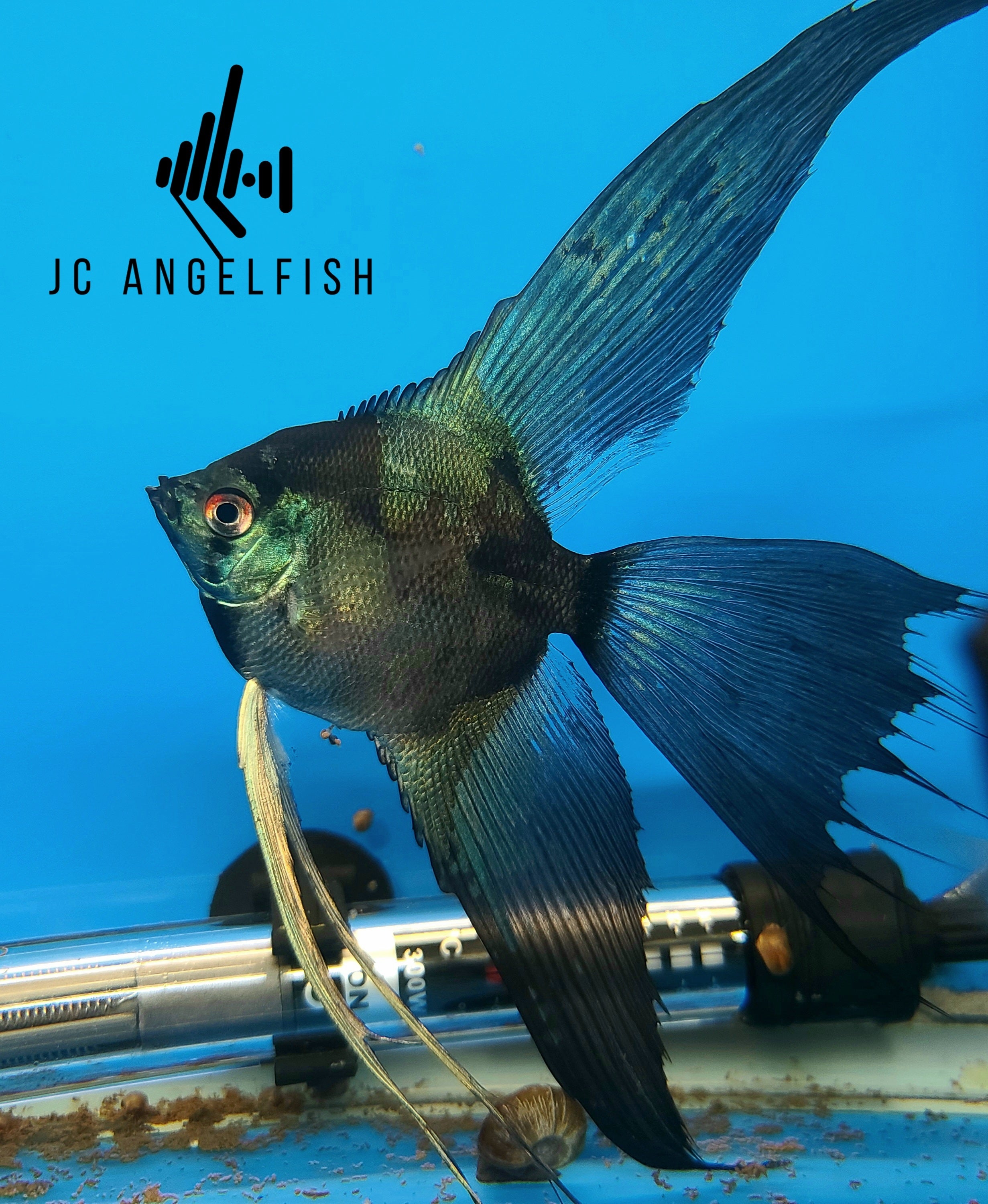 Pinoy paraiba angelfish cheap for sale