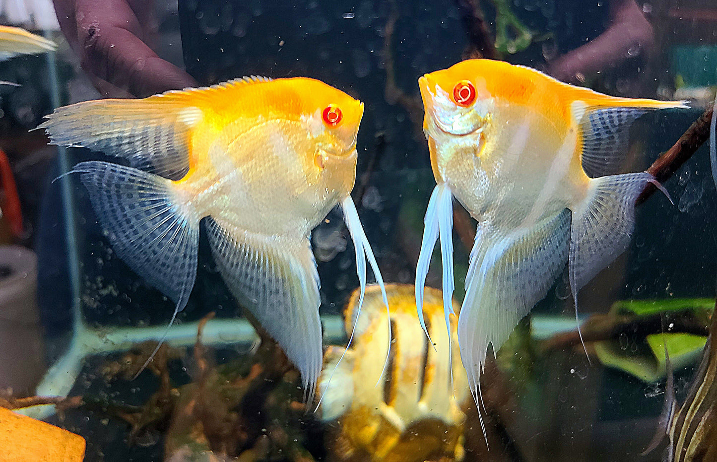 Albino silver angelfish