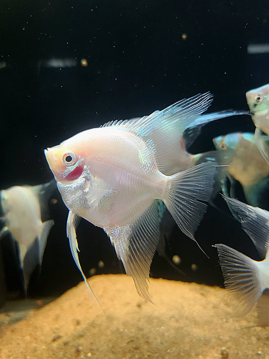 Platinum paraiba angelfish