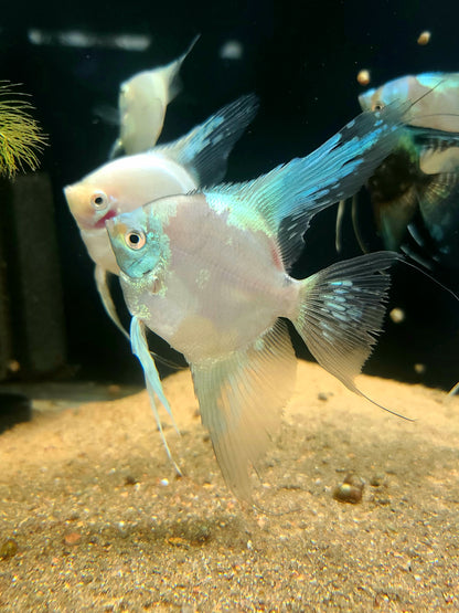 Paraiba angelfish (Pterophyllum scalare)